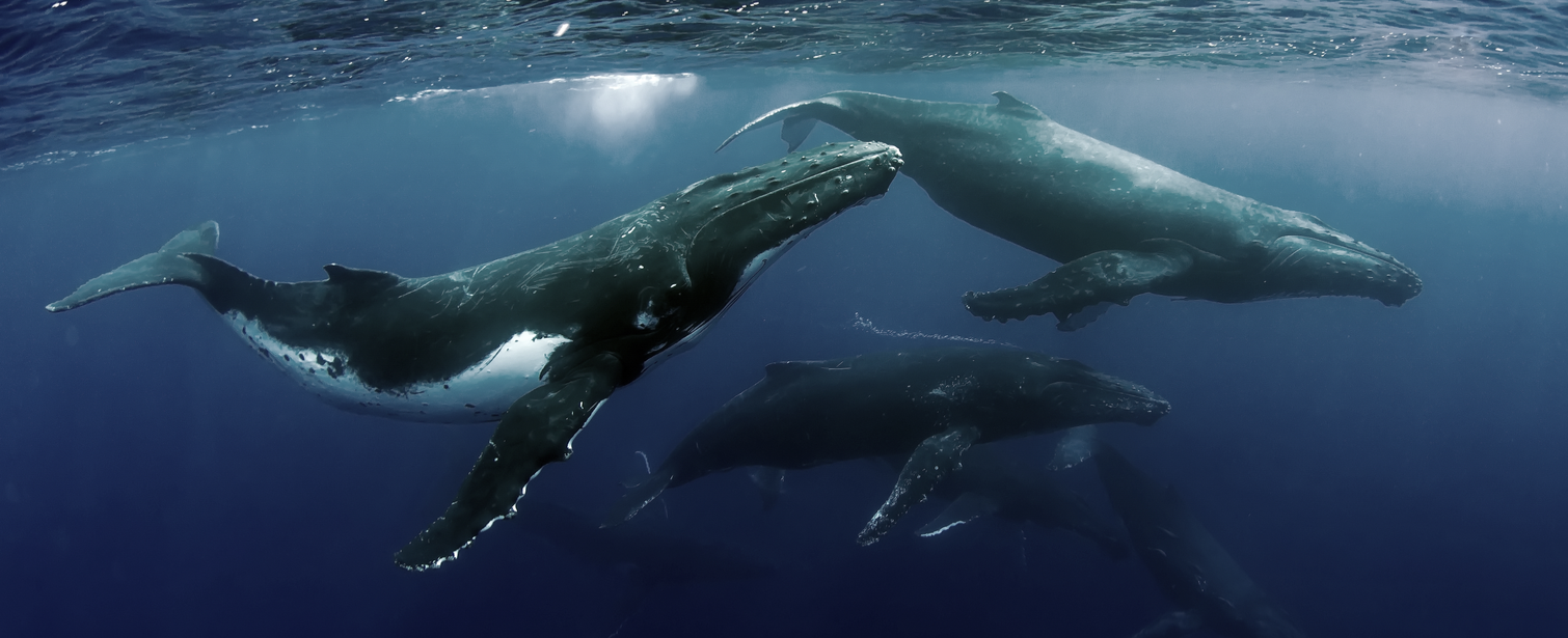Marine Mammal Protection